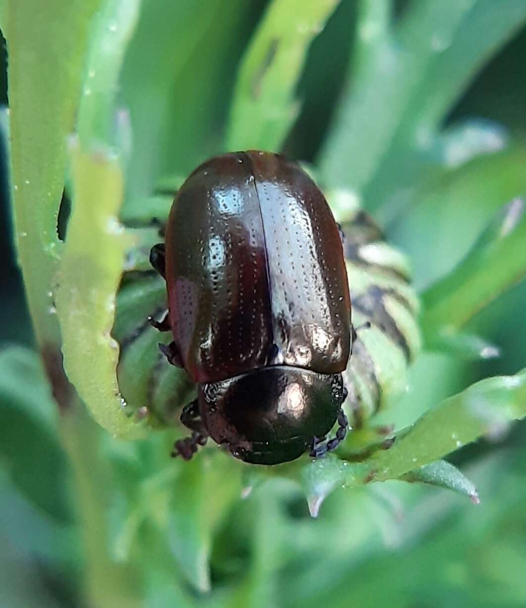 Image of Chrysolina (Chalcoidea) marginata (Linnaeus 1758)