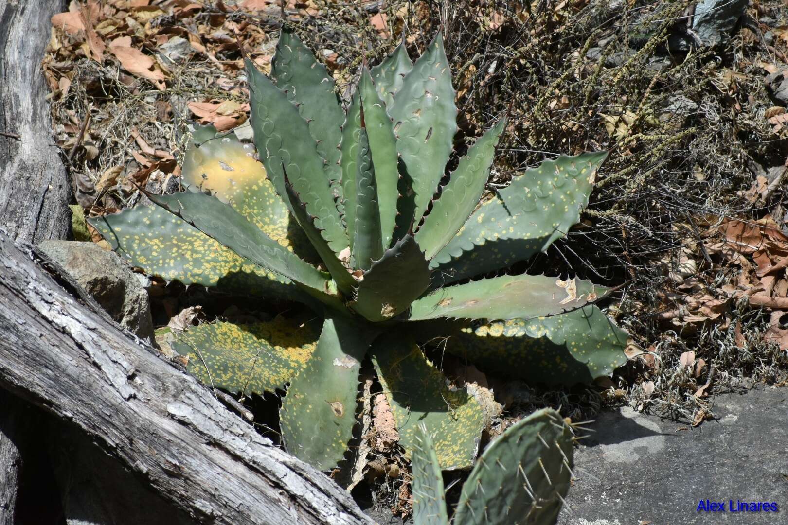 Image of Agave shrevei Gentry