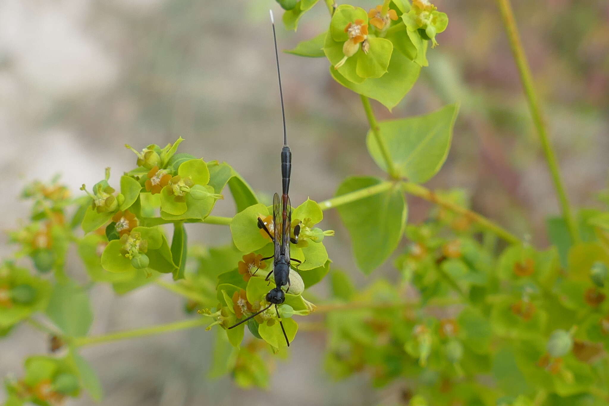 Imagem de Gasteruption jaculator (Linnaeus 1758)