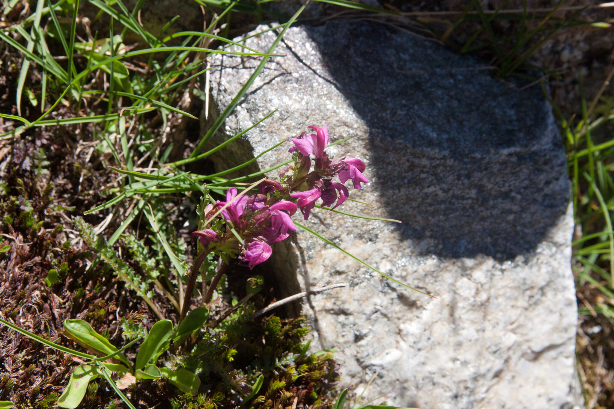 Image de Pedicularis nordmanniana Bunge