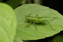 Image of Cephalophlugis cephalotes (Bolívar & I. 1888)