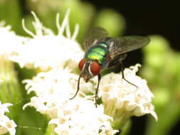 Sivun Lucilia illustris (Meigen 1826) kuva