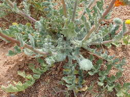 Image of Double Namaqua marigold