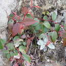 Plancia ëd Gaultheria leucocarpa var. cumingiana (Vidal) T. Z. Hsu