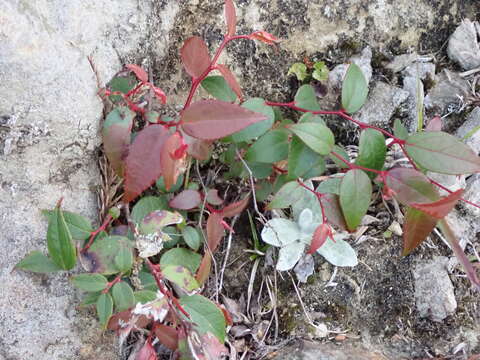 Imagem de Gaultheria leucocarpa var. cumingiana (Vidal) T. Z. Hsu