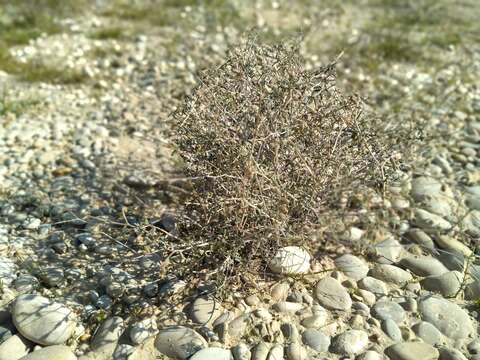 Helianthemum lippii (L.) Dum. resmi