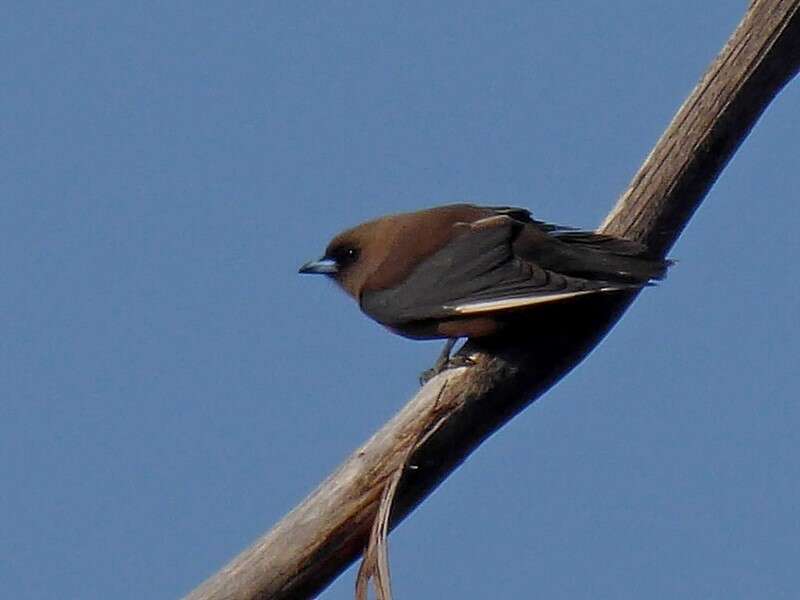 Image of Artamus cyanopterus cyanopterus (Latham 1801)