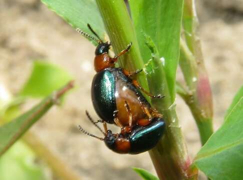 Image of Gastrophysa (Gastrophysa) polygoni (Linnaeus 1758)