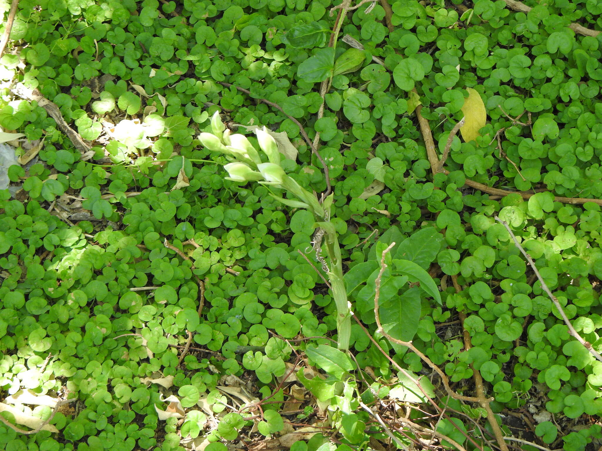 Image of Chloraea membranacea Lindl.