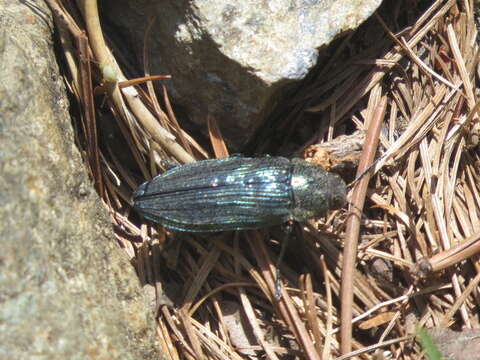 Image of Buprestis rustica Linnaeus 1758