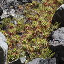 Image of Dracophyllum menziesii Hook. fil.