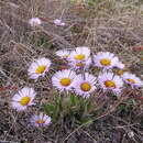 Image of largeflower fleabane