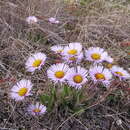 Plancia ëd Erigeron porsildii G. L. Nesom & D. F. Murray