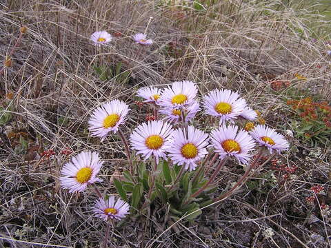 Image de Erigeron porsildii G. L. Nesom & D. F. Murray