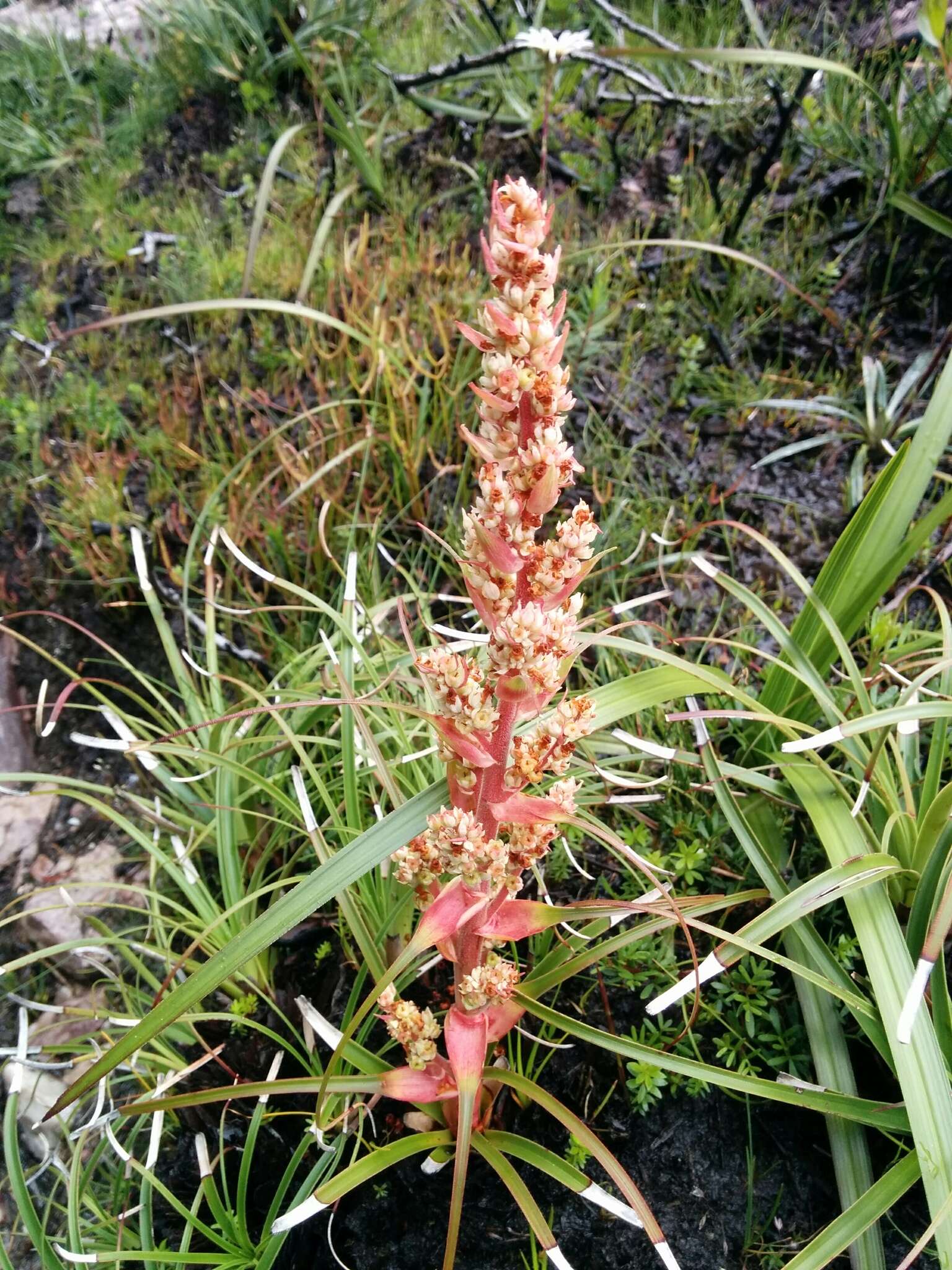 Image of Dracophyllum milliganii Hook.