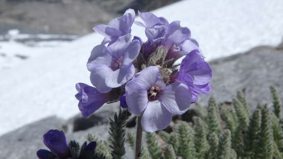 Image de Polemonium eximium Greene