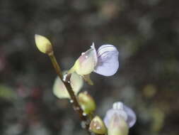 Image of bladderwort