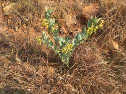 Sivun Asclepias glaucophylla (Schltr.) Schltr. kuva