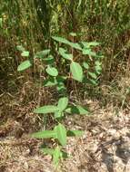 Image of Indian-hemp