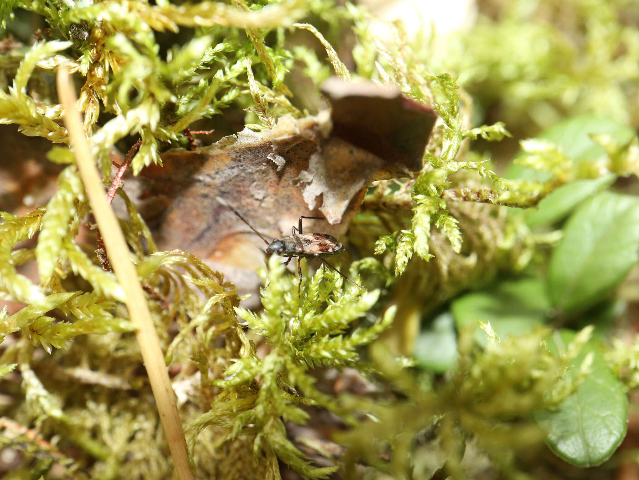 صورة Eremocoris abietis (Linnaeus 1758)