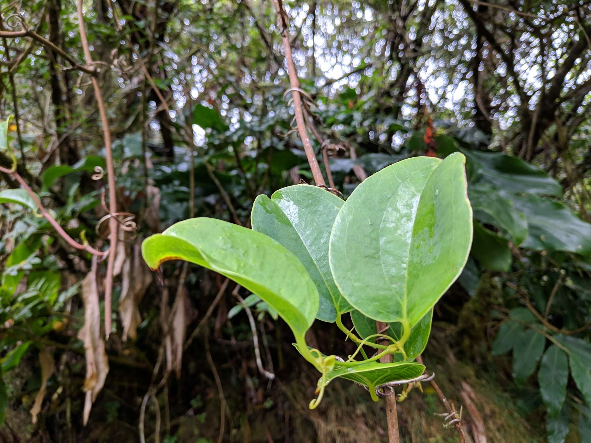 Image of Smilax