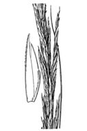 Image of smooth cordgrass