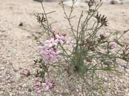 Image of Stenotis brevipes (Rose) Terrell