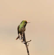 Image of Rainbow-bearded Thornbill