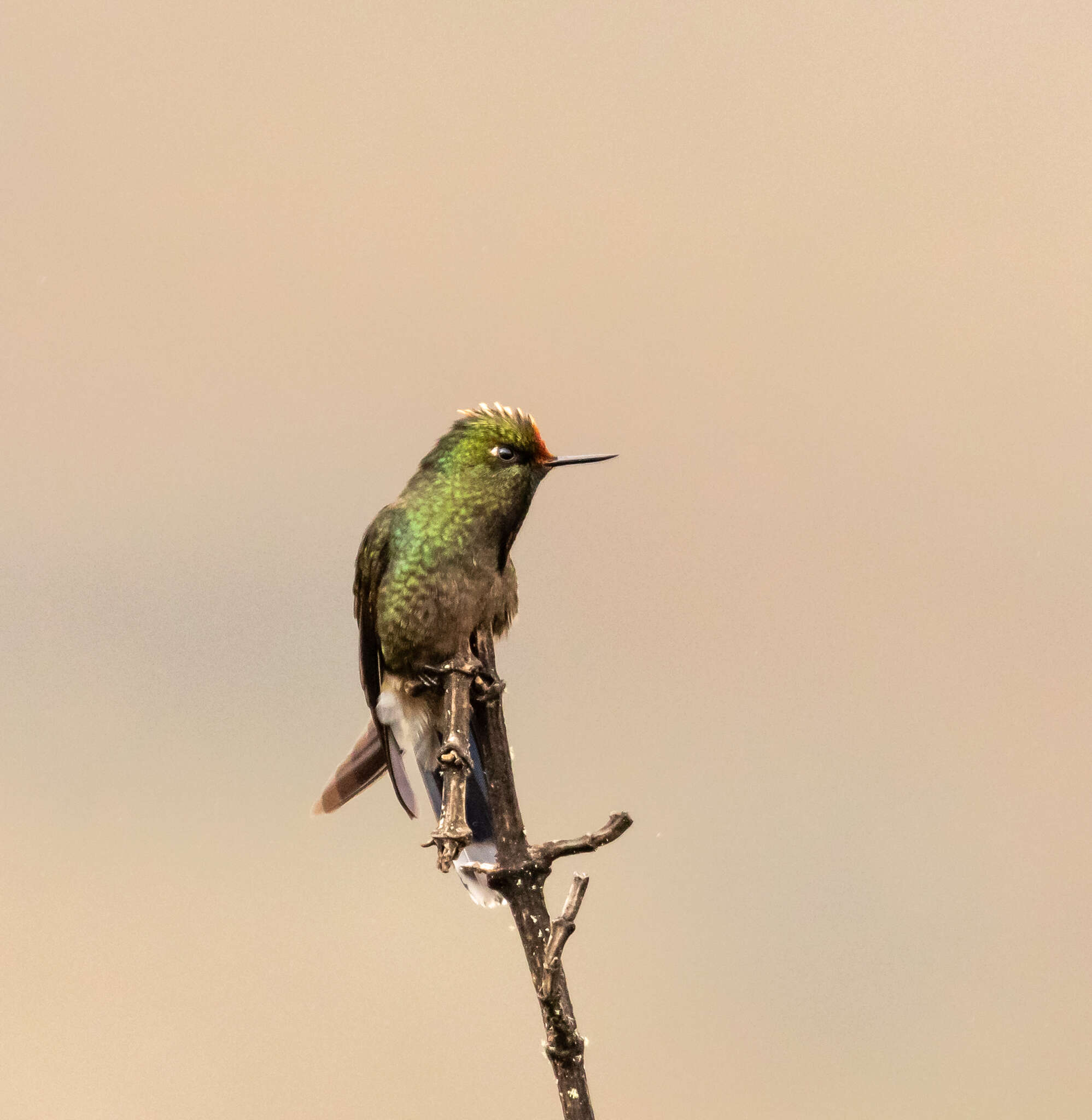 Image of Rainbow-bearded Thornbill