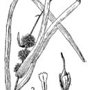 Image of American bur-reed