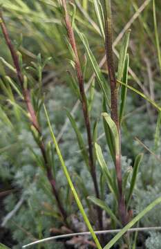 Image of shy wallflower