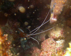 Image of Scarlet cleaner shrimp