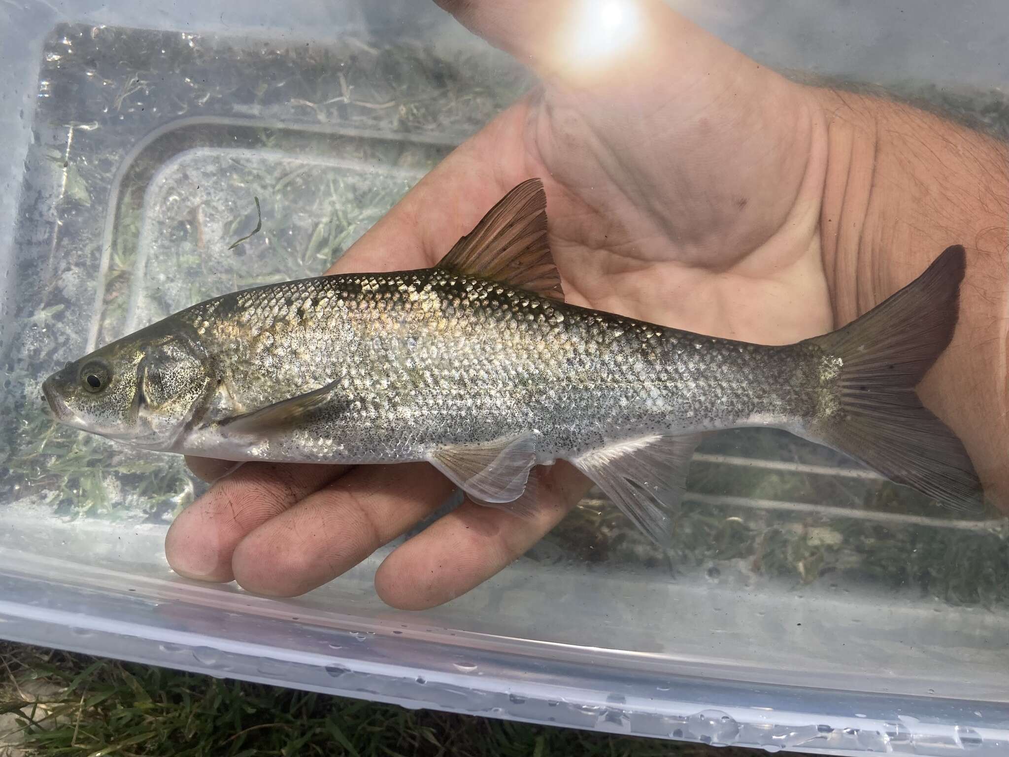 Image of Blue chub