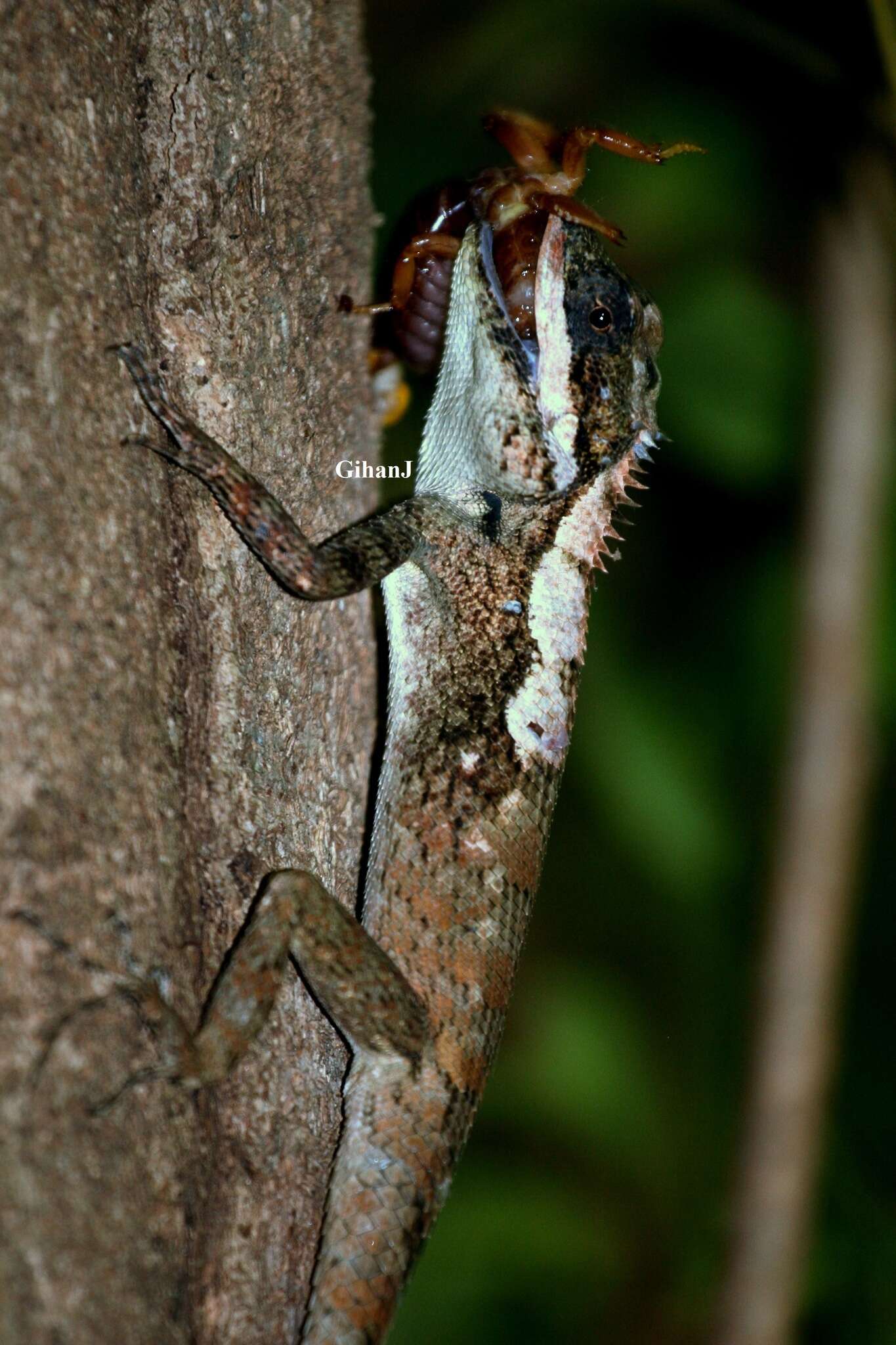 Image of Sri Lankan bloodsucker