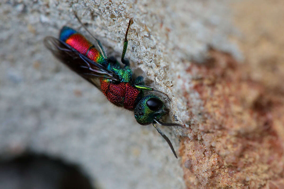 Imagem de Chrysis viridula L.