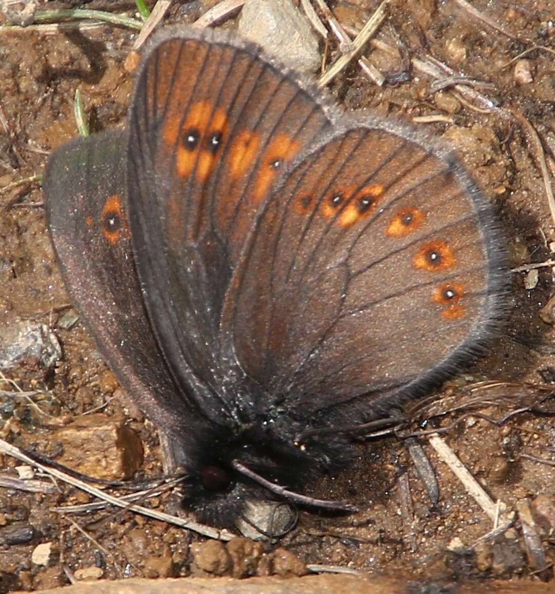 Image of Almond-eyed Ringlet