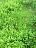 Achillea acuminata (Ledeb.) Sch. Bip.的圖片