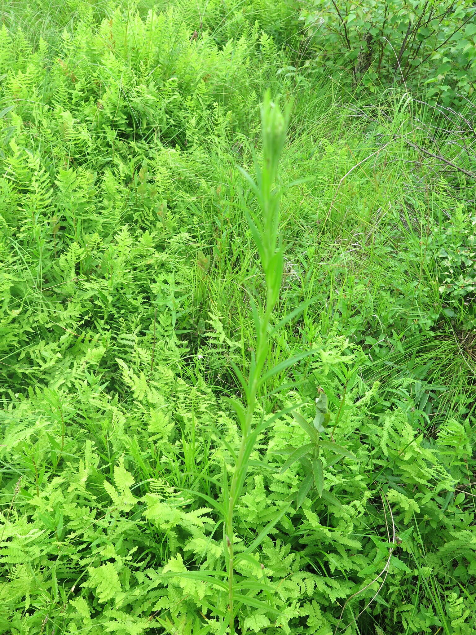 Image of Achillea acuminata (Ledeb.) Sch. Bip.