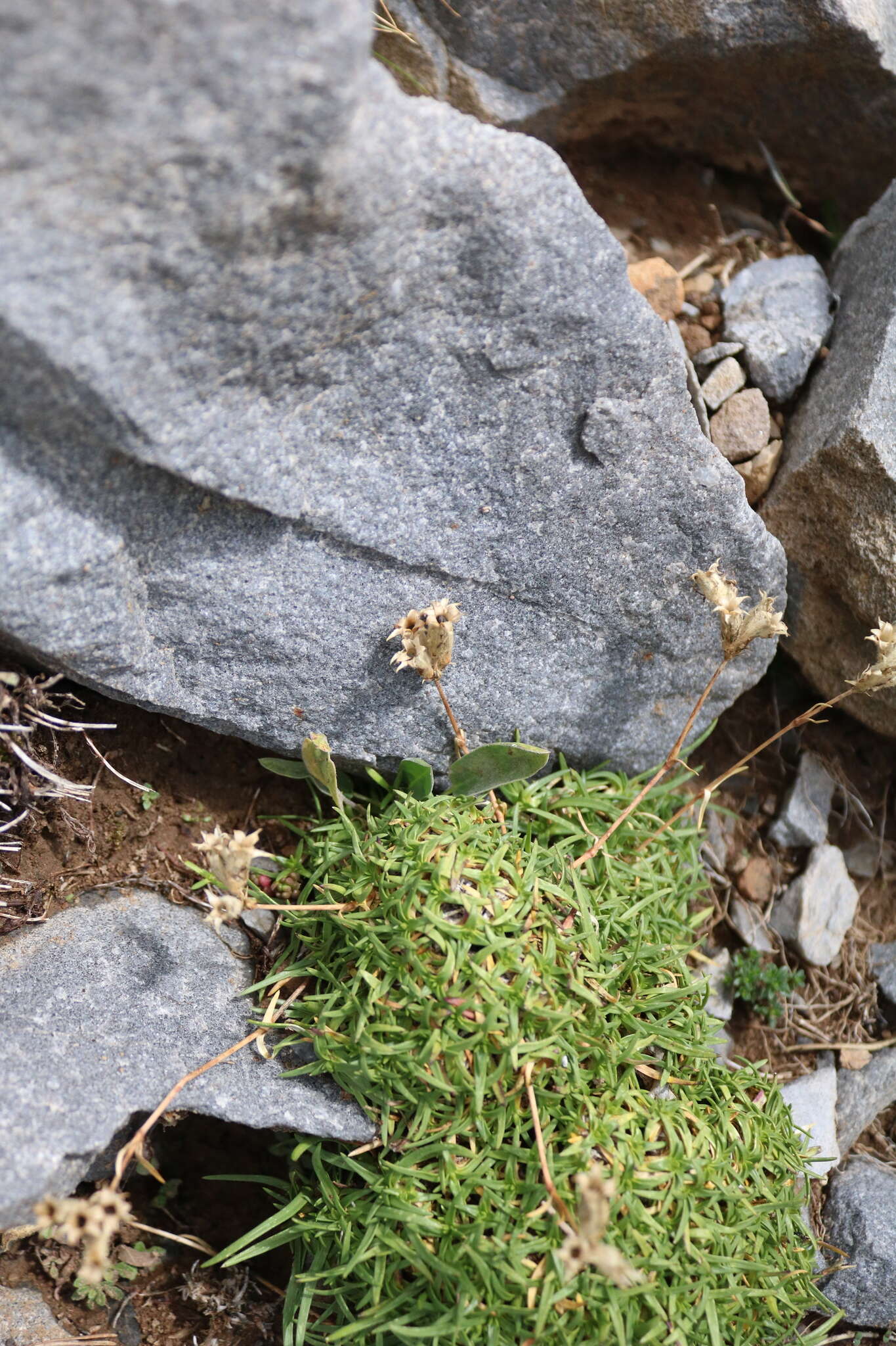 Image of Saponaria caespitosa DC.