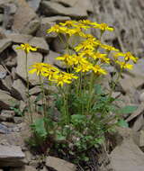 Image of northern groundsel