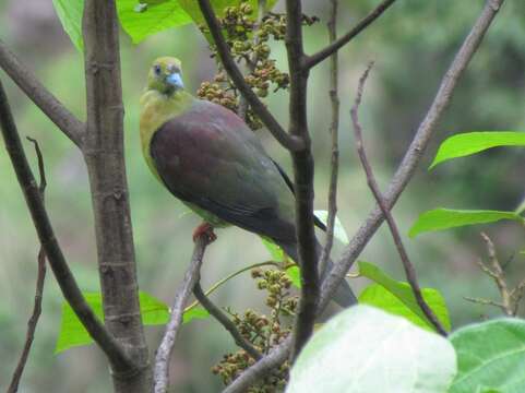 Image of Wedge-tailed Pigeon