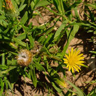 Imagem de Hirpicium gazanioides (Harv.) Roessler