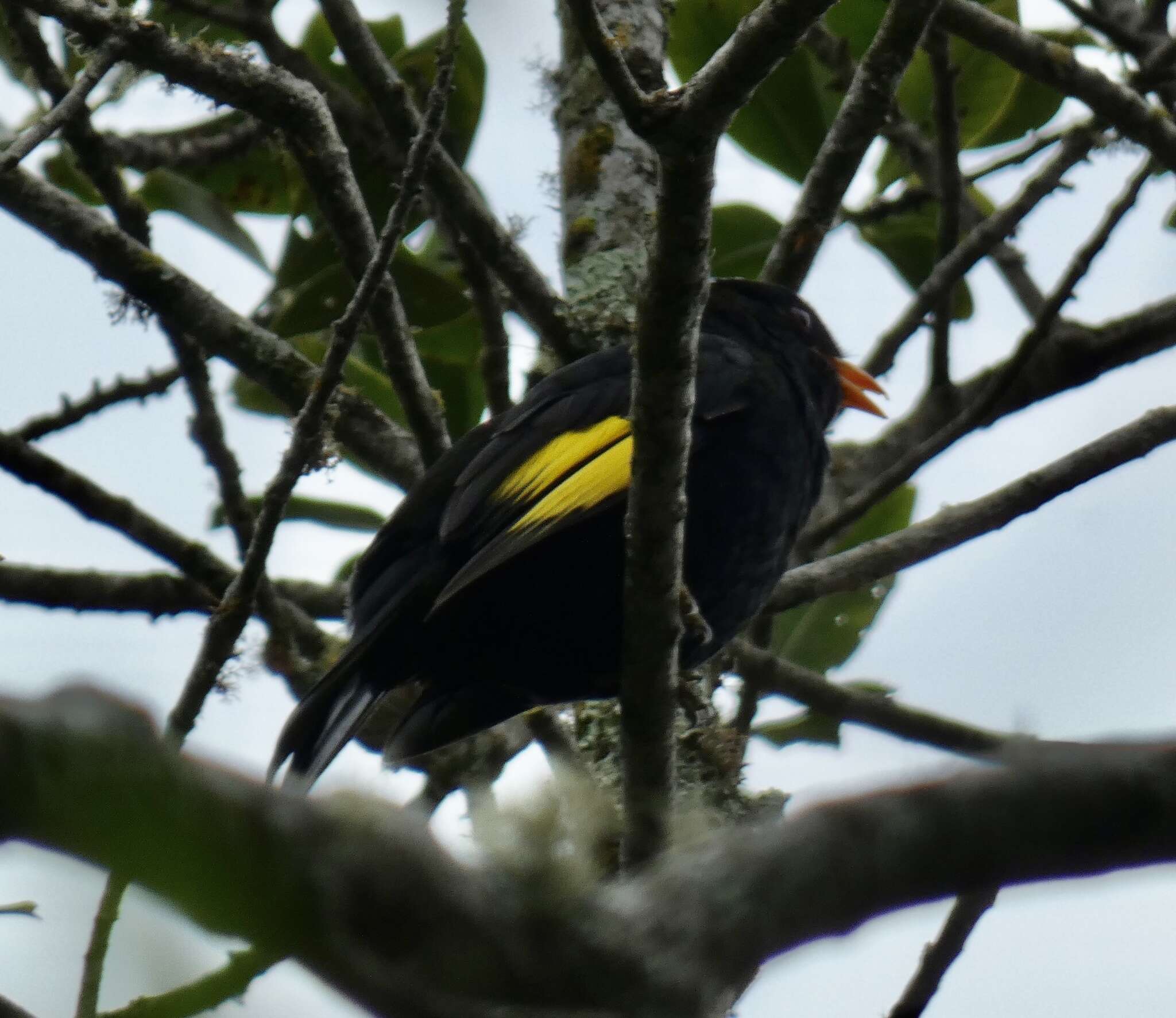 Image of Black-and-gold Cotinga