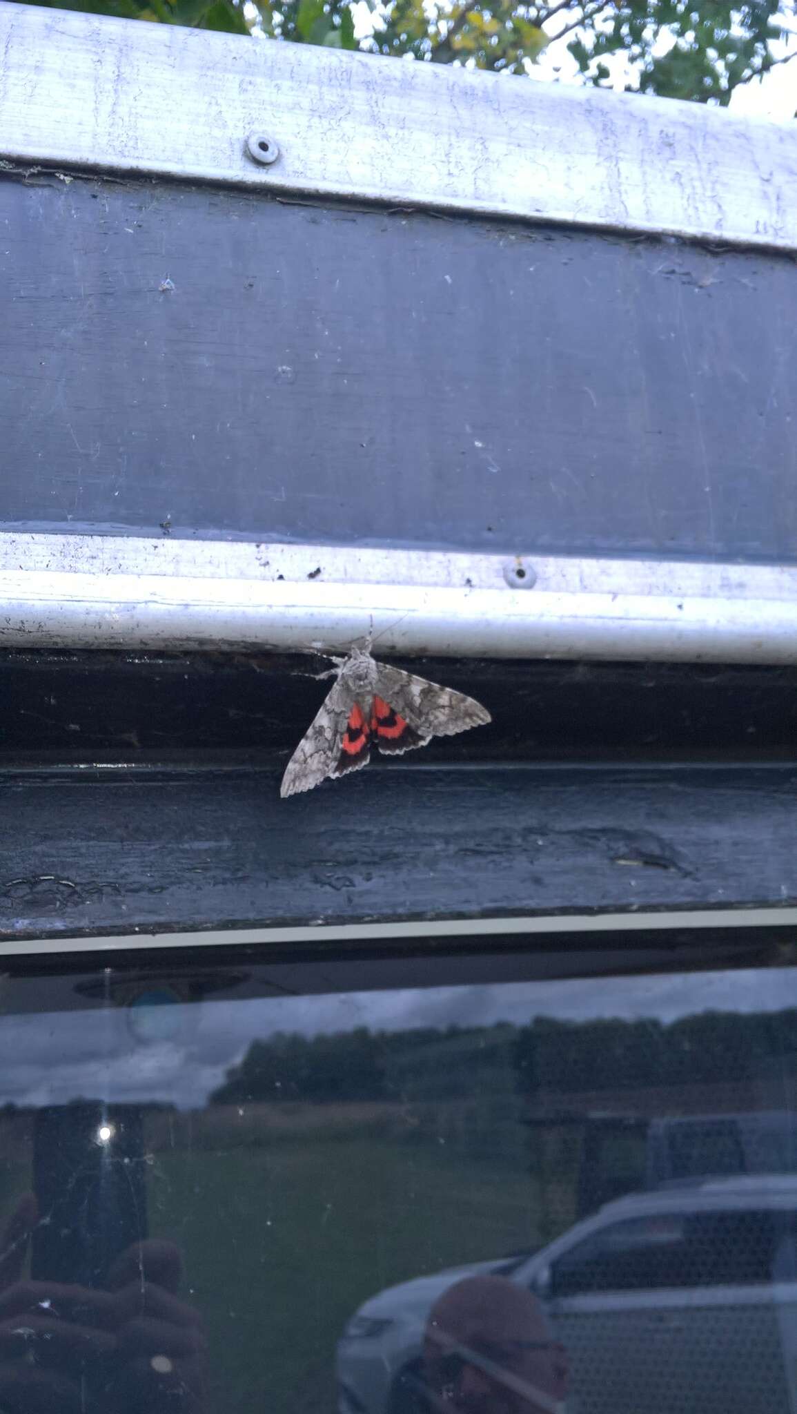 Image of red underwing