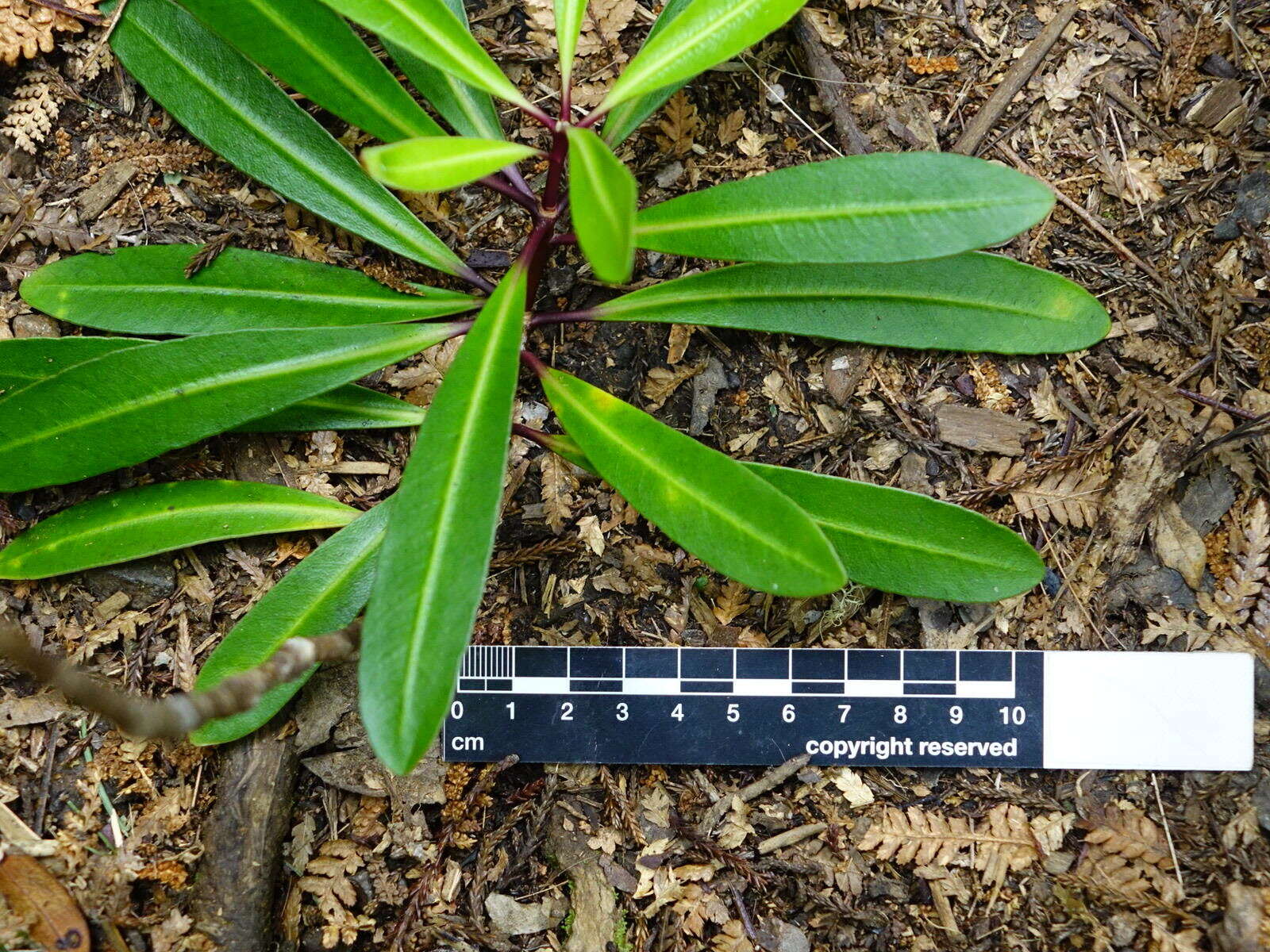 Image of Pittosporum kirkii Hook. fil. ex T. Kirk