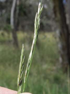 Imagem de Glyceria australis C. E. Hubb.