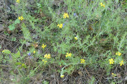 Слика од Genista hispanica subsp. hispanica