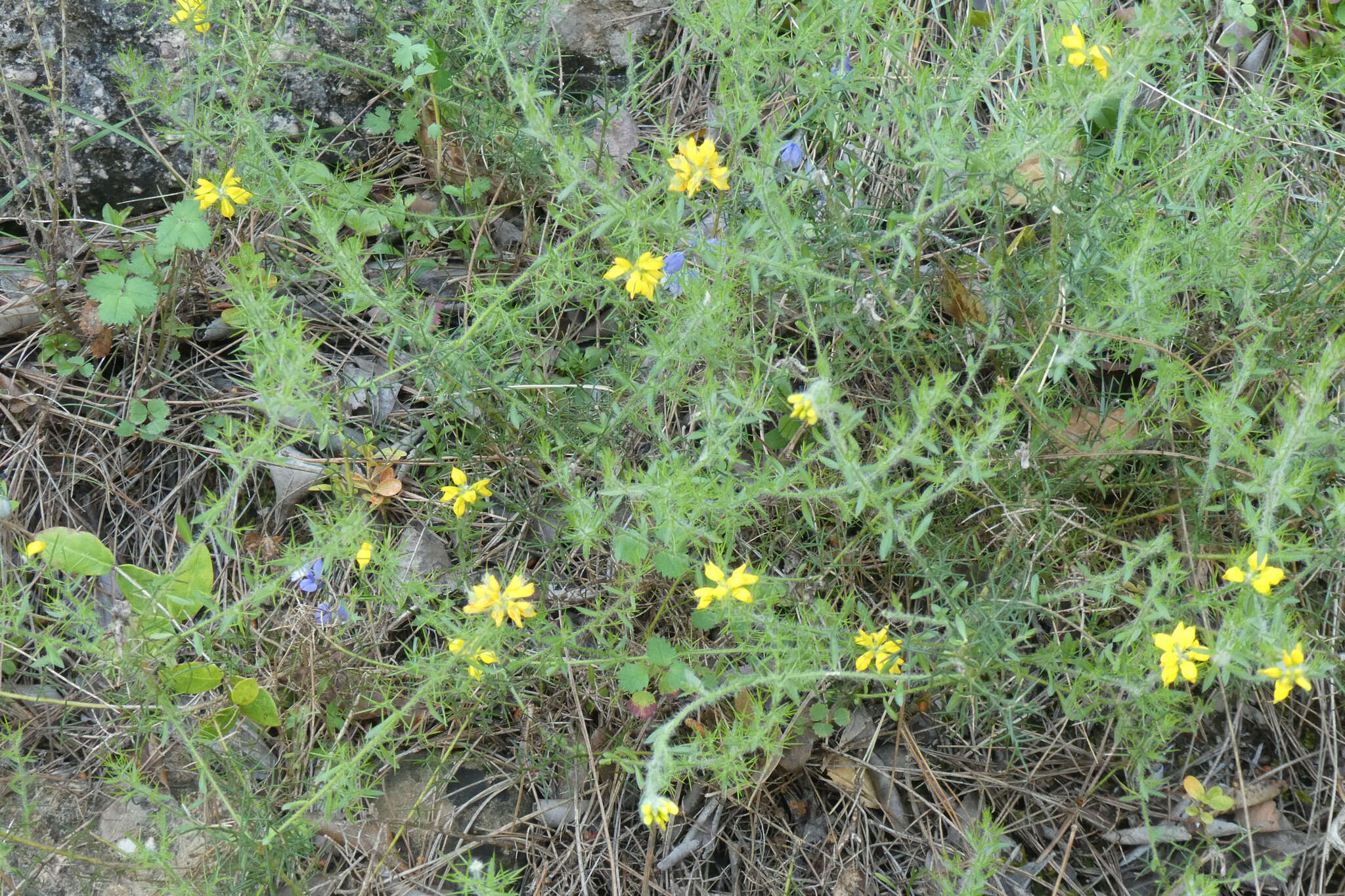 Image of Genista hispanica subsp. hispanica