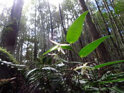 Image of Drymophila cyanocarpa R. Br.