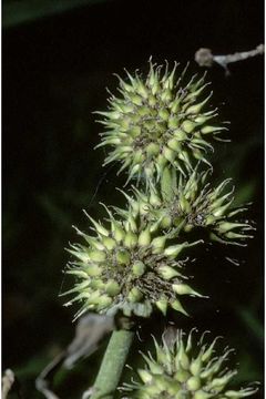 Image of big bur-reed